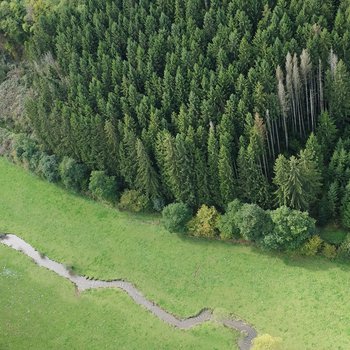 Forstwirtschaft-Bild