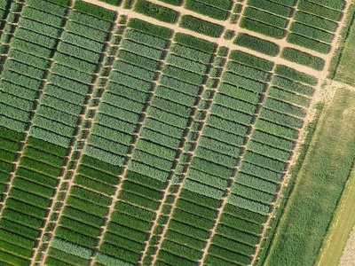 Bettendorfer Versuchsfelder-Bild