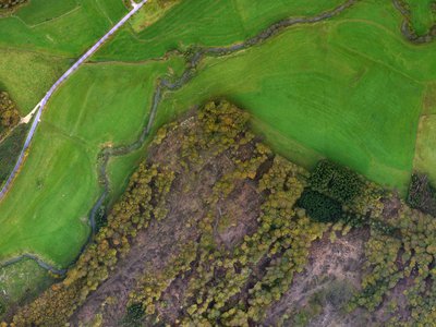 Waldschaden-Kartierung-Bild